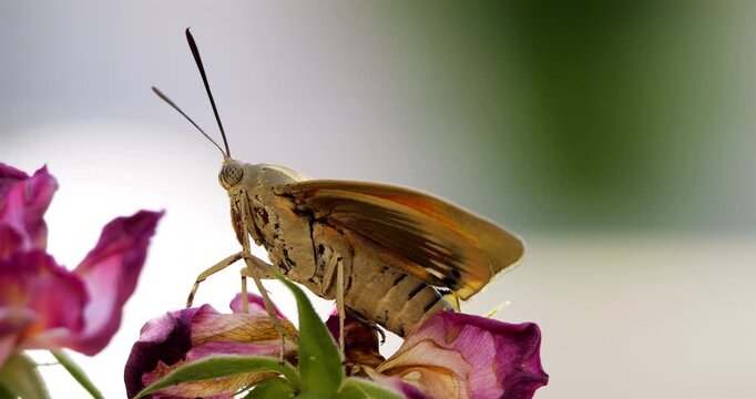 Paysandisia archon, is an invasive insect native to South America, accidentally introduced to Europe.