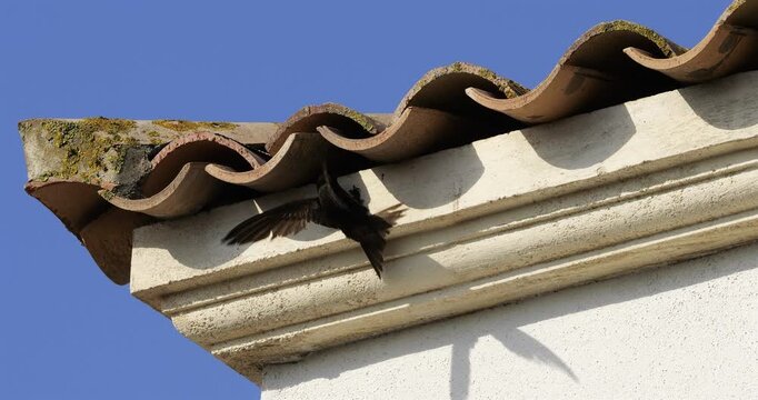 Common swifts,  (Apus apus), coming back to the nest under tiled roof. France.