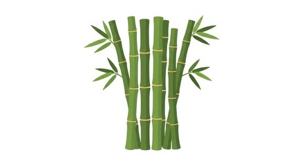 Obraz premium Bamboo stalks with green leaves isolated.