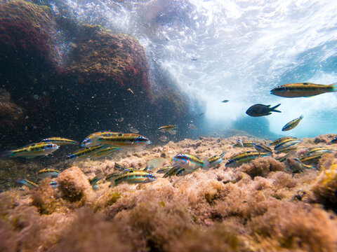 Colorful Mediterranean Reef Fish Swimming Above Rocky Seabed Underwater