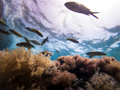 Colorful Mediterranean Reef Fish Swimming Above Rocky Seabed Underwater