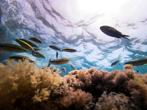 Colorful Mediterranean Reef Fish Swimming Above Rocky Seabed Underwater