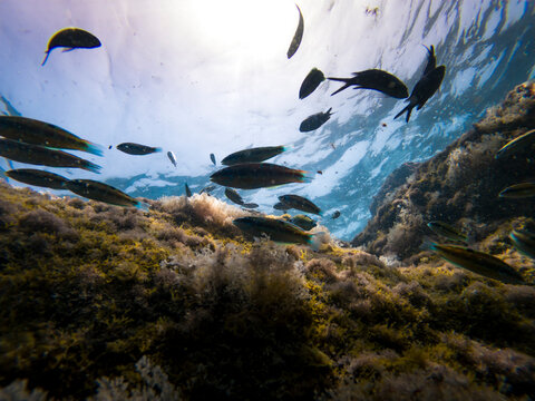 Colorful Mediterranean Reef Fish Swimming Above Rocky Seabed Underwater