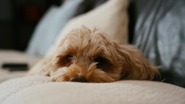 Cute fluffy dog resting on a soft pillow indoors. Close up shoot of a relaxed pet lying on a comfortable couch in a cozy home with a calm and peaceful atmosphere.