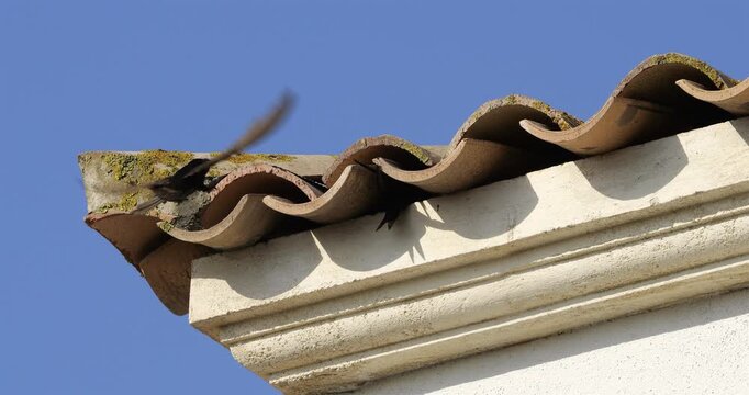 Common swifts,  (Apus apus), coming back to the nest under tiled roof. France.