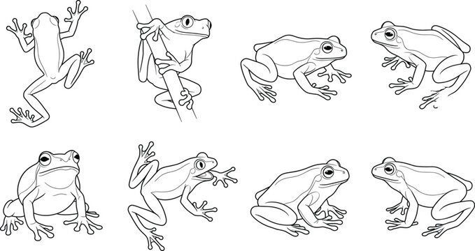 Frog Outline Vector Set with Tree Frog and Toad Line Art Illustration Collection