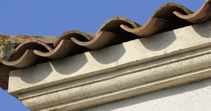 Common swifts,  (Apus apus), coming back to the nest under tiled roof. France.