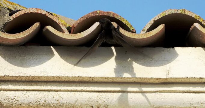 Common swifts,  (Apus apus), coming back to the nest under tiled roof. France.