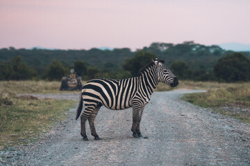 Obraz premium Plains zebra standing on safari road at dusk in African savanna