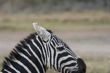 Obraz premium Close-up portrait of plains zebra in African savanna