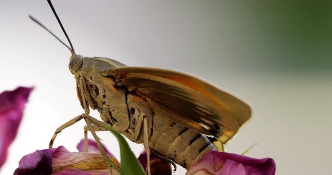 Paysandisia archon, is an invasive insect native to South America, accidentally introduced to Europe.