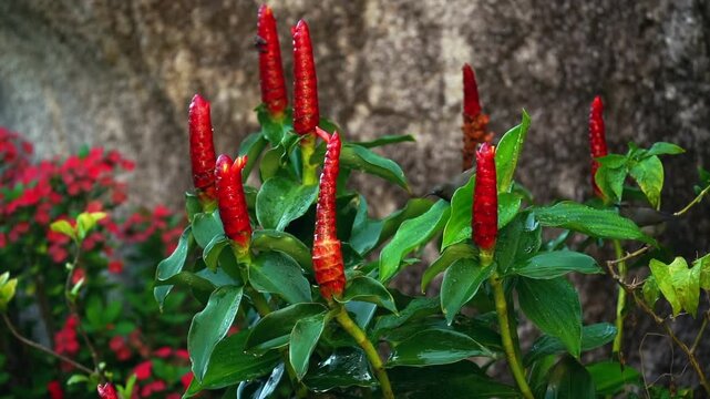 Sunbird foraging for nectar among tropical ginger flower buds in a garden setting.