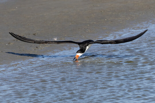 black skimmer flying across the water surface 