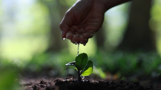 Watering young tree seedling by hand in nature, environmental conservation concept
