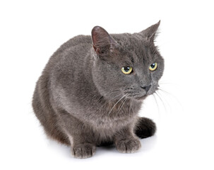 Chartreux cat in studio © cynoclub