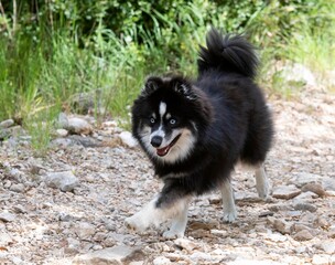 Pomsky in nature © cynoclub