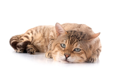 bengal in studio © cynoclub