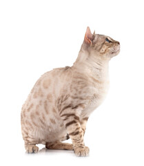 bengal in studio © cynoclub