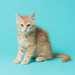 kitten © aaali