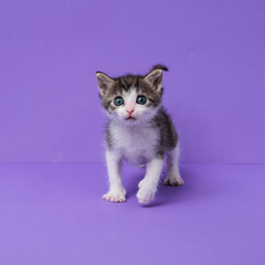 kitten © aaali