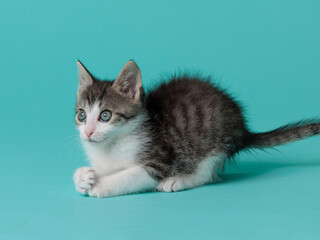 kitten © aaali