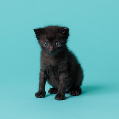 kitten © aaali