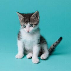 kitten © aaali