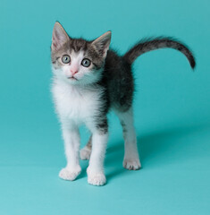 kitten © aaali