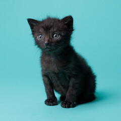 kitten © aaali