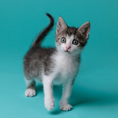 kitten © aaali