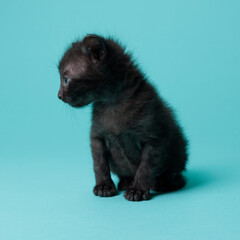 kitten © aaali
