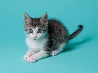 kitten © aaali