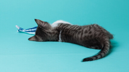 kitten © aaali