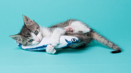 kitten © aaali