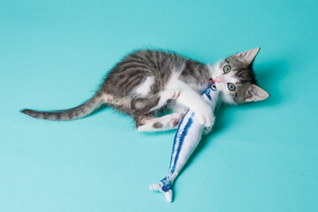 kitten © aaali