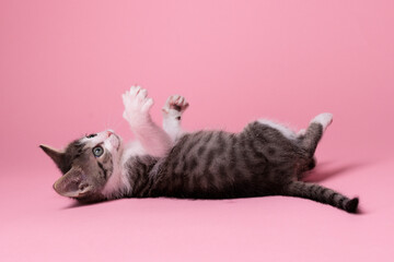 kitten © aaali