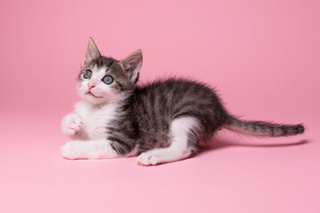 kitten © aaali