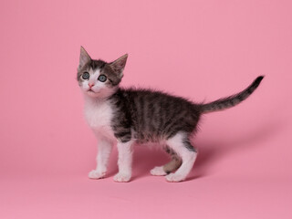 kitten © aaali