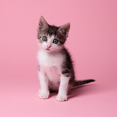 kitten © aaali