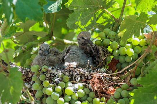 Young Eurasian Collared Doves in their nest on a grapevine. Streptopelia decaocto.