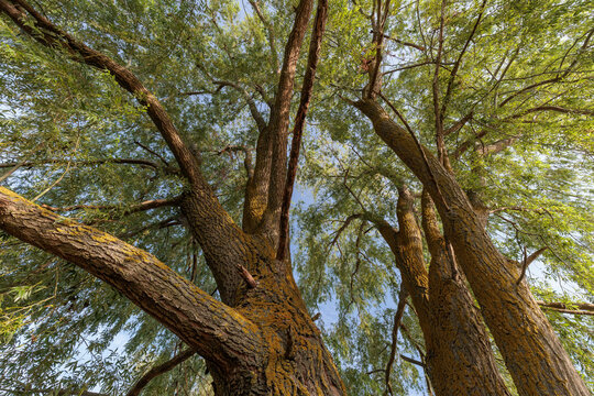 Salix babylonica. Weeping willow with its trunks and hanging branches covered in elongated leaves.