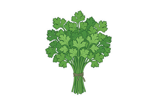 Fresh flat leaf parsley or cilantro bunch tied with twine vector illustration