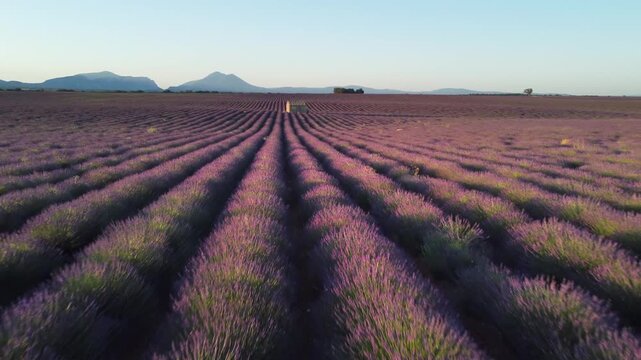 Aerial drone view over purple lavender fields with small stone hut in sunset light of Provence France.