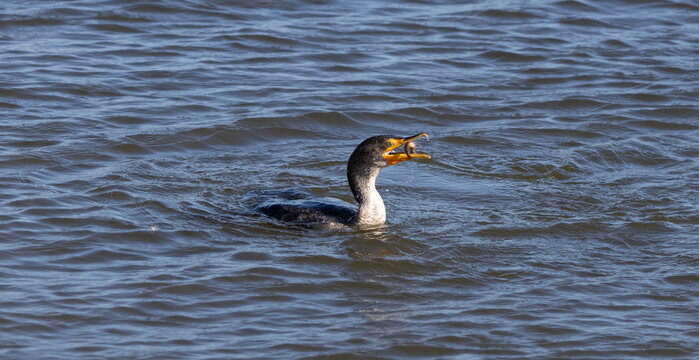 double-crested cormorant with a fish in its beak 