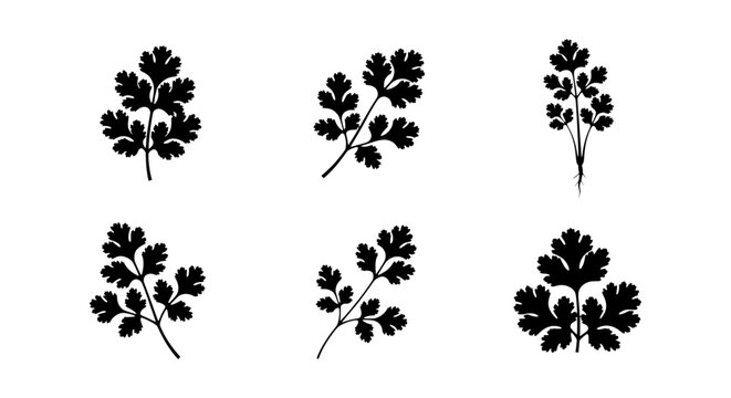 Cilantro Herb Vector Icons, Fresh Coriander Leaf Sprigs, Culinary Ingredient Silhouettes