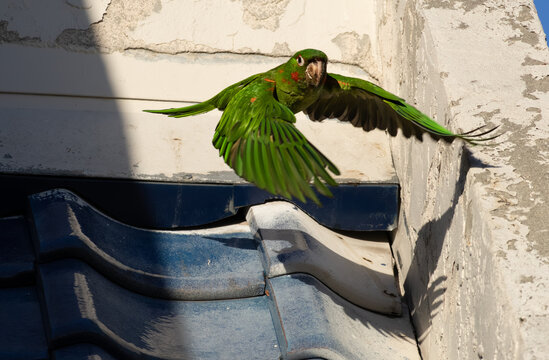 Mitred parakeet flying 