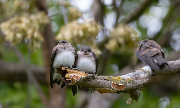 northern rough-winged swallow juveniles standing on a branch