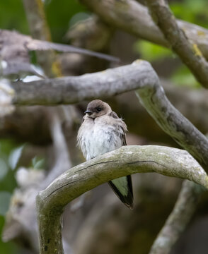 northern rough-winged swallow juvenile standing on a branch