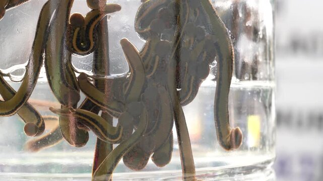 Medicinal leeches inside water filled glass jar for alternative medicine in İstanbul, Turkey