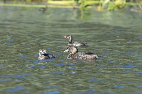 pie-billed grebe family 